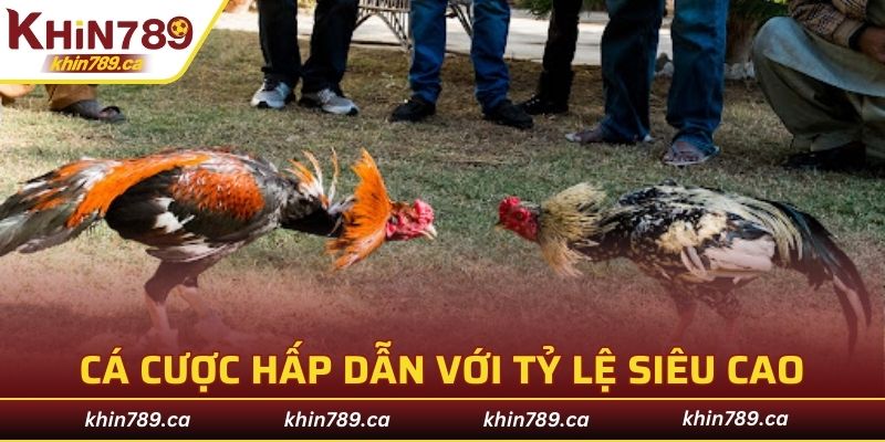 Cá cược đổi thưởng hấp dẫn với tỷ lệ siêu cao