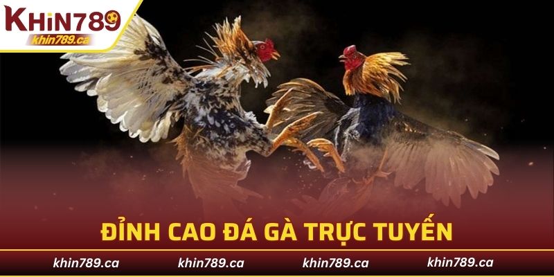 Đỉnh cao đá gà trực tuyến với chất lượng hàng đầu