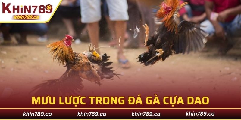 Mưu lược trong đá gà cựa dao