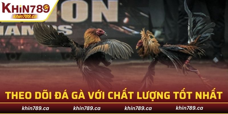 Theo dõi cận cảnh trận đá gà KHIN789 với chất lượng tốt nhất