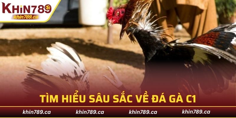 Tìm hiểu sâu sắc về đá gà C1