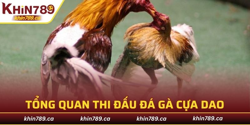 Tổng quan và nguyên tắc thi đấu đá gà cựa dao