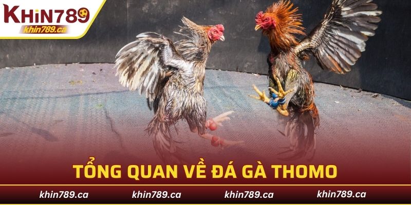 Tổng quan về đá gà Thomo